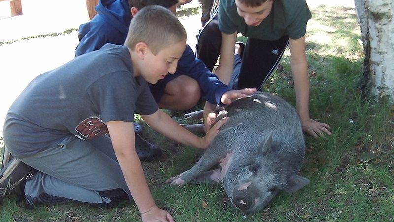 Summer Camp kids with pig